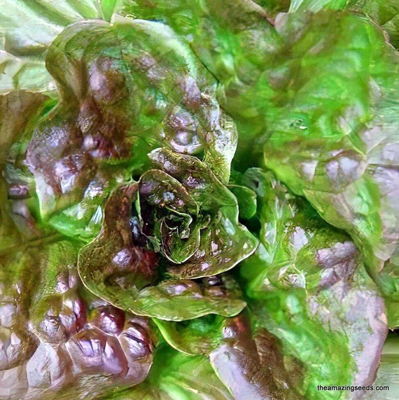 Lettuce Bronze Heirloom Seeds Etsy