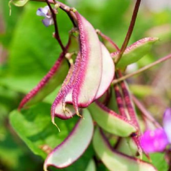 Hyacinth bean, MURASAKIIROHANA FUJIMAME, Purple Flower, Lablab purpureus(10 Seeds)