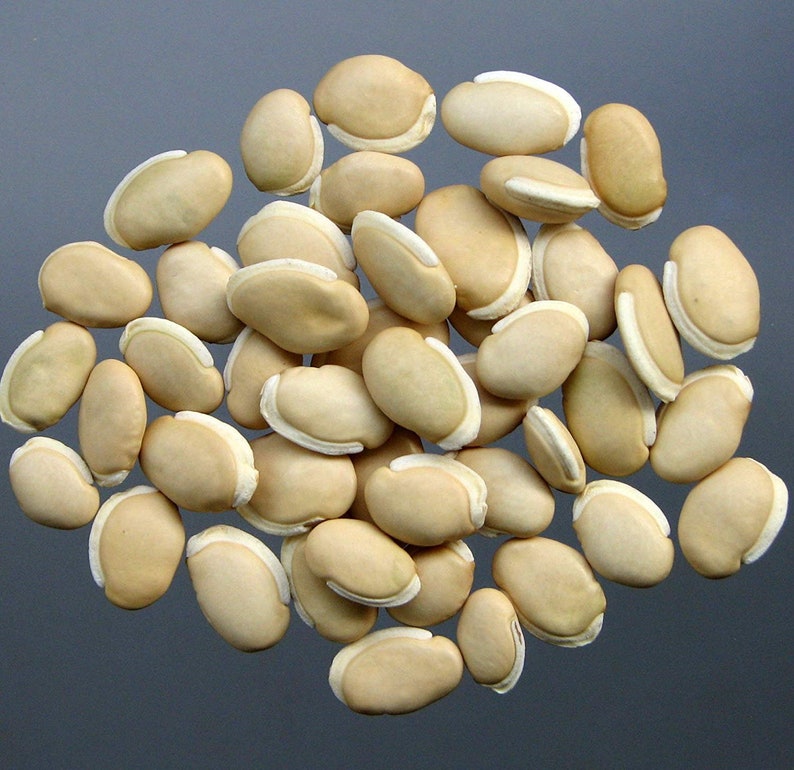 Hyacinth Bean seeds HighYielding Delicious Asian Bean Etsy