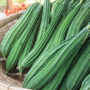 May include: A woven basket filled with a large amount of green loofah gourds. The gourds are long and slender with a ridged texture.