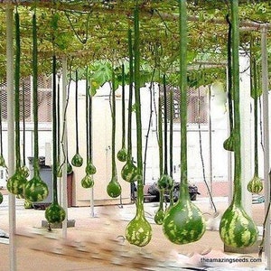 May include: A large number of long, green gourds hang from a trellis. The gourds are a variety of shapes and sizes, with some being round and others being more elongated. The gourds are all a light green color and have a smooth surface.