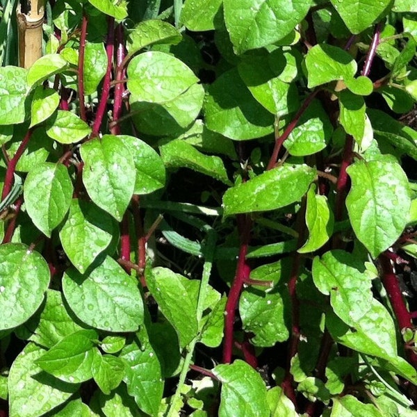 Malabar Spinach, Red, Alugbati, Vietnamese Spinach, Pui, Poi Saag, Organic, Heirloom Seeds