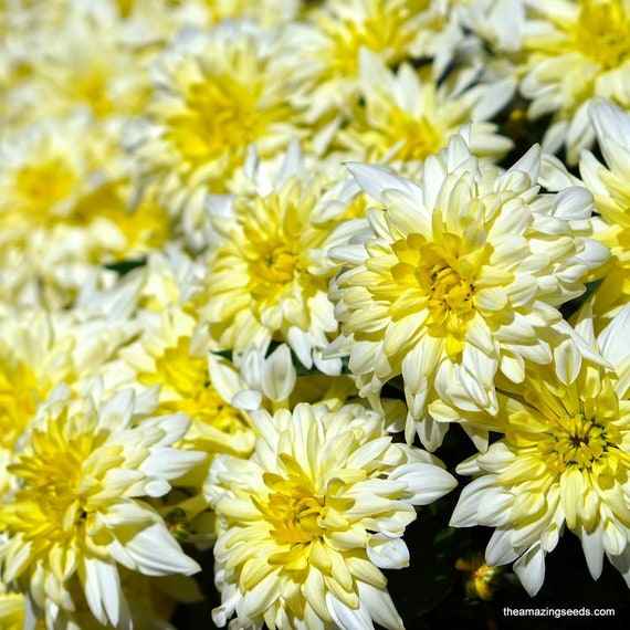 Chrysanthemum Coronarium Garland Flower Seeds Annual Daisy/Herb/Medicine