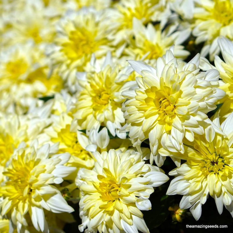May include: Close-up of a cluster of yellow and white chrysanthemum flowers. The flowers have a bright yellow center and white petals that fade to yellow at the base. The image is well-lit, showcasing the texture and detail of the blooms.