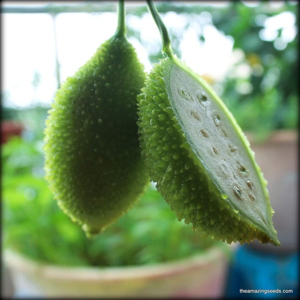 Spiny gourd, kakrol, Teasle gourd, Kantola seeds