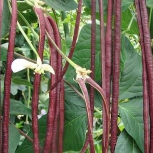 May include: A close-up of a bunch of long, thin, purple yardlong beans growing on a vine. The beans are hanging down from the vine and are surrounded by green leaves.