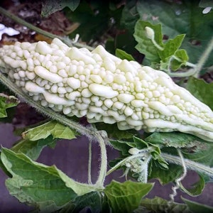 May include: A white, bumpy, gourd-like fruit growing on a vine with green leaves.