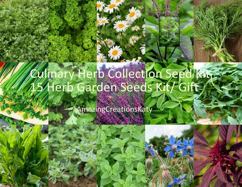Culinary Herb Collection Seed Kit/ 15 Herb Garden Seeds Kit/ Etsy