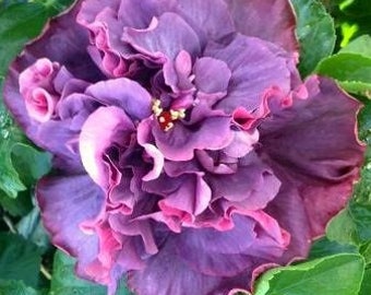 RARE, Hibiscus Cajun, BAYOU ROSE, Tropical Hibiscus Plant in 1 Gallon Pot