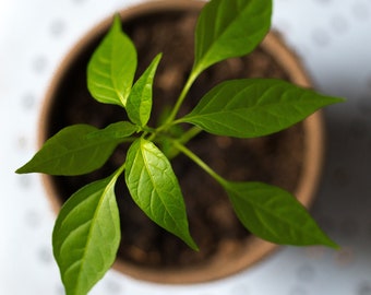 Basil, Lemon Basil, Herb, Heirloom Seed