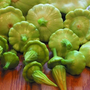 Heirloom Green Tint Bennings Scallop, Patty Pan, Summer Squash Seed ( 20+ Seeds)