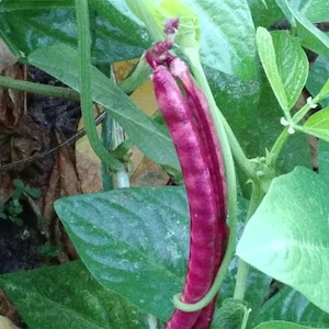 May include: Close-up of two purple string beans growing on a vine with green leaves.