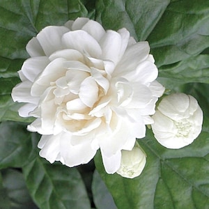 Jasmine ‘Grand Duke of Tuscany’ plant in 1 gallon pot, Jasmine Sambac, Butt Mogra,very fragrant