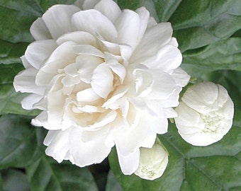 Jasmine ‘Grand Duke of Tuscany’ plant in 1 gallon pot, Jasmine Sambac, Butt Mogra,very fragrant