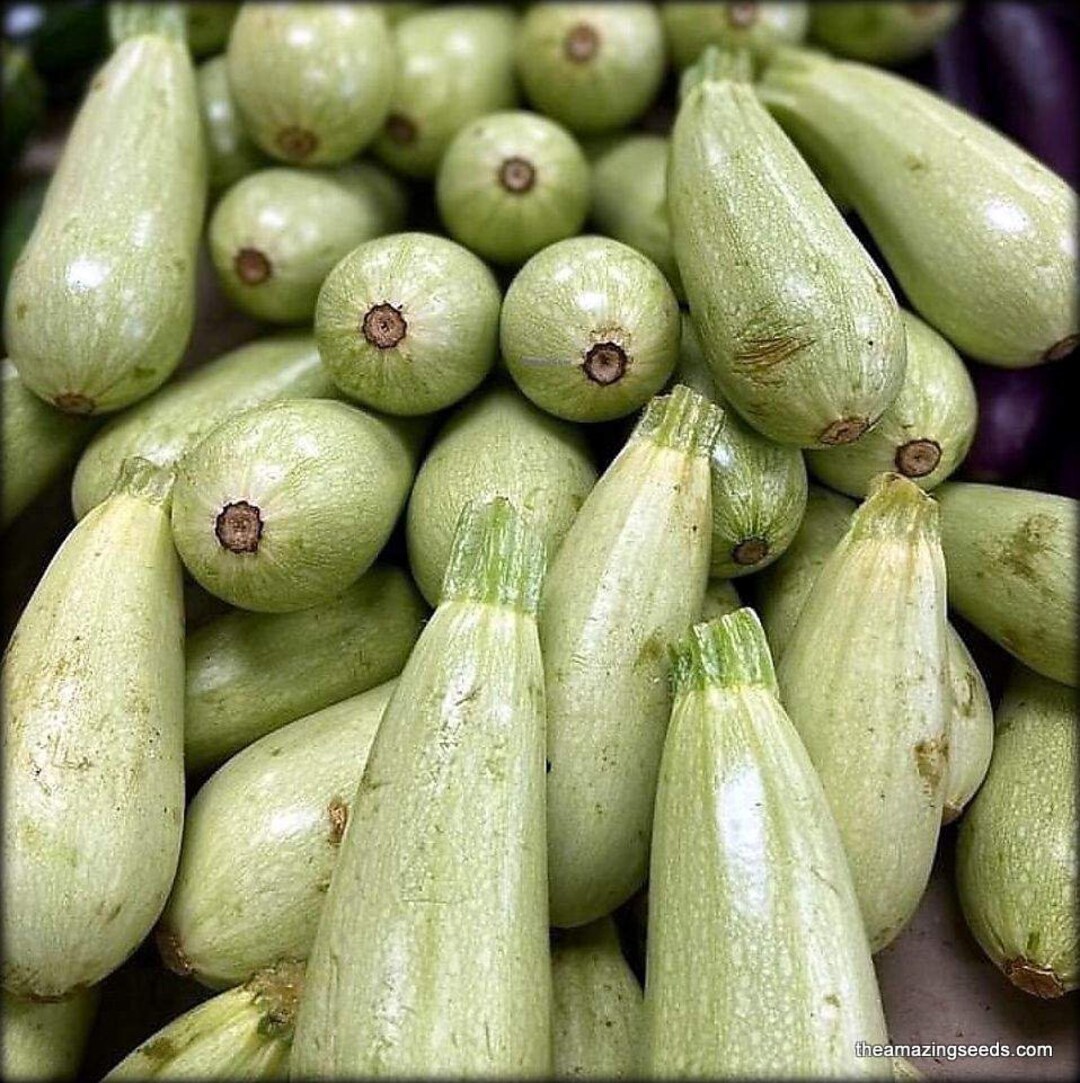 Summer Squash, Zucchini, Grey, Mexican Grey Squash Heirloom Seeds 20seeds Etsy