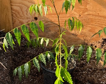 May include: A young neem tree in a black plastic pot, set against a wooden backdrop. The tree has vibrant green, serrated leaves and slender branches. The pot sits in dark soil, suggesting a nursery or garden setting.