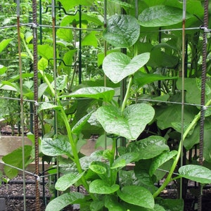 May include: A green leafy vine plant growing up a metal trellis in a garden. The plant has large, heart-shaped leaves and is growing vigorously.