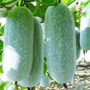 May include: Close-up of several light green, smooth, elongated gourds hanging from a vine. The gourds have a light green, speckled pattern.