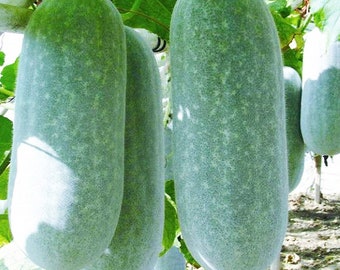 Heirloom Asian Oblong Shape Winter Melons, White Gourd, Ash Gourd, Wax Gourd, Kaddu Seeds