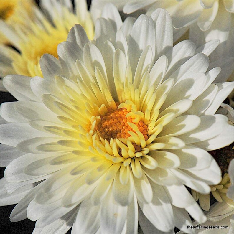 May include: Close-up of a white chrysanthemum flower with a yellow center. The petals are layered and delicate, with a soft texture. The center of the flower is a vibrant yellow with orange accents. The image is well-lit, highlighting the flower's details.