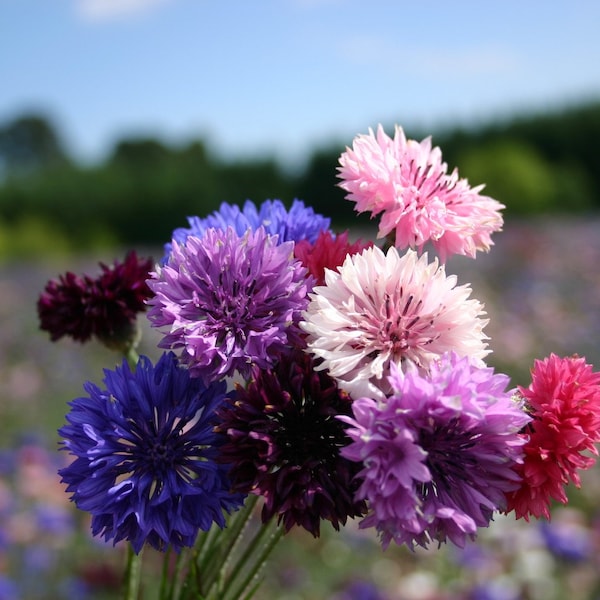 Dwarf Polka Dot Bachelor Button Seed Mix,  Centaurea Cyanus