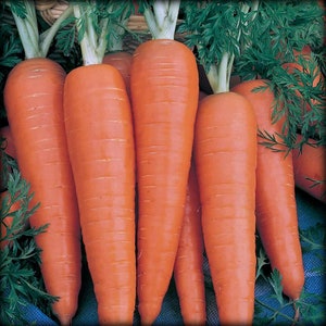 Danvers 126 Carrot Seeds Heirloom (200 Seeds)