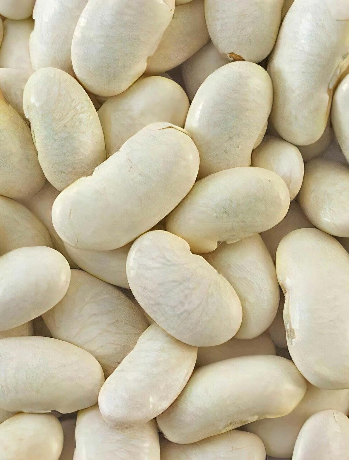 White Emergo Runner Bean Seed Sweet White Runner Seed Etsy
