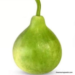 Round(Oval) Bottle Gourd/ Dudhi/Lauki Seeds/NAM TAO KLOM/ Upo or Opo Seeds