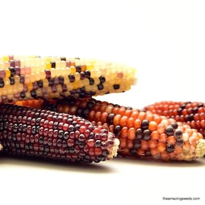 Corn, Fiesta Hybrid Ornamental, Heirloom image 1