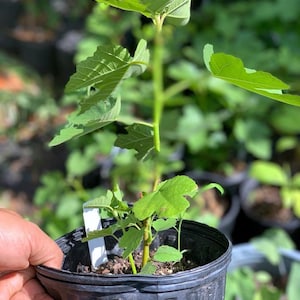 May include: A young fig tree sapling in a black plastic pot with green leaves. The tree is about 12 inches tall and is ready to be planted in the ground.
