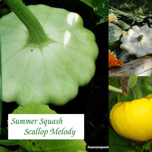 Summer Squash, Scallop Melody, Heirloom Seeds , guranteed mix(20+ Seeds)