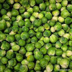 Brussel Sprout, Long Island Improved Seed, Heirloom