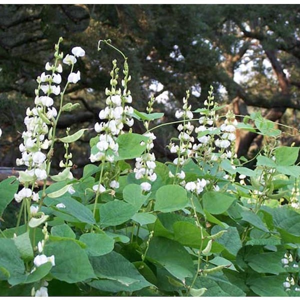 Hyacinth Bean seeds ,HighYielding Delicious  Asian Bean Variety, Papdi,White Seeds