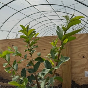 Guava PINK (12-18 inch Tall), 1 Gallon Pot FREE SHIPPING