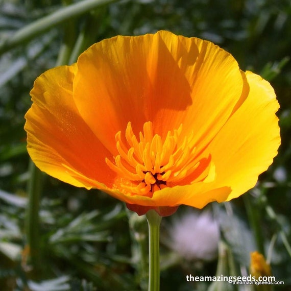 Flower, California Poppy, Orange, Eschscholzia Californica, wildflowers,  Native flower Seeds