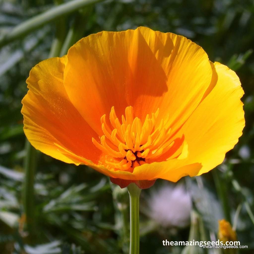 Fleur, pavot de Californie, orange, Eschscholzia Californica