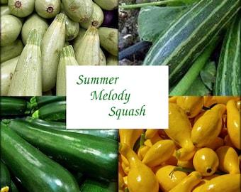 Summer Melody Squash, guaranteed mix(20+ Seeds)