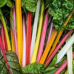 Rainbow Swiss Chard Heirloom Seed - 80