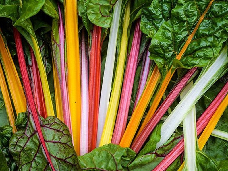 Rainbow Swiss Chard Heirloom Seed 100 Seeds Etsy