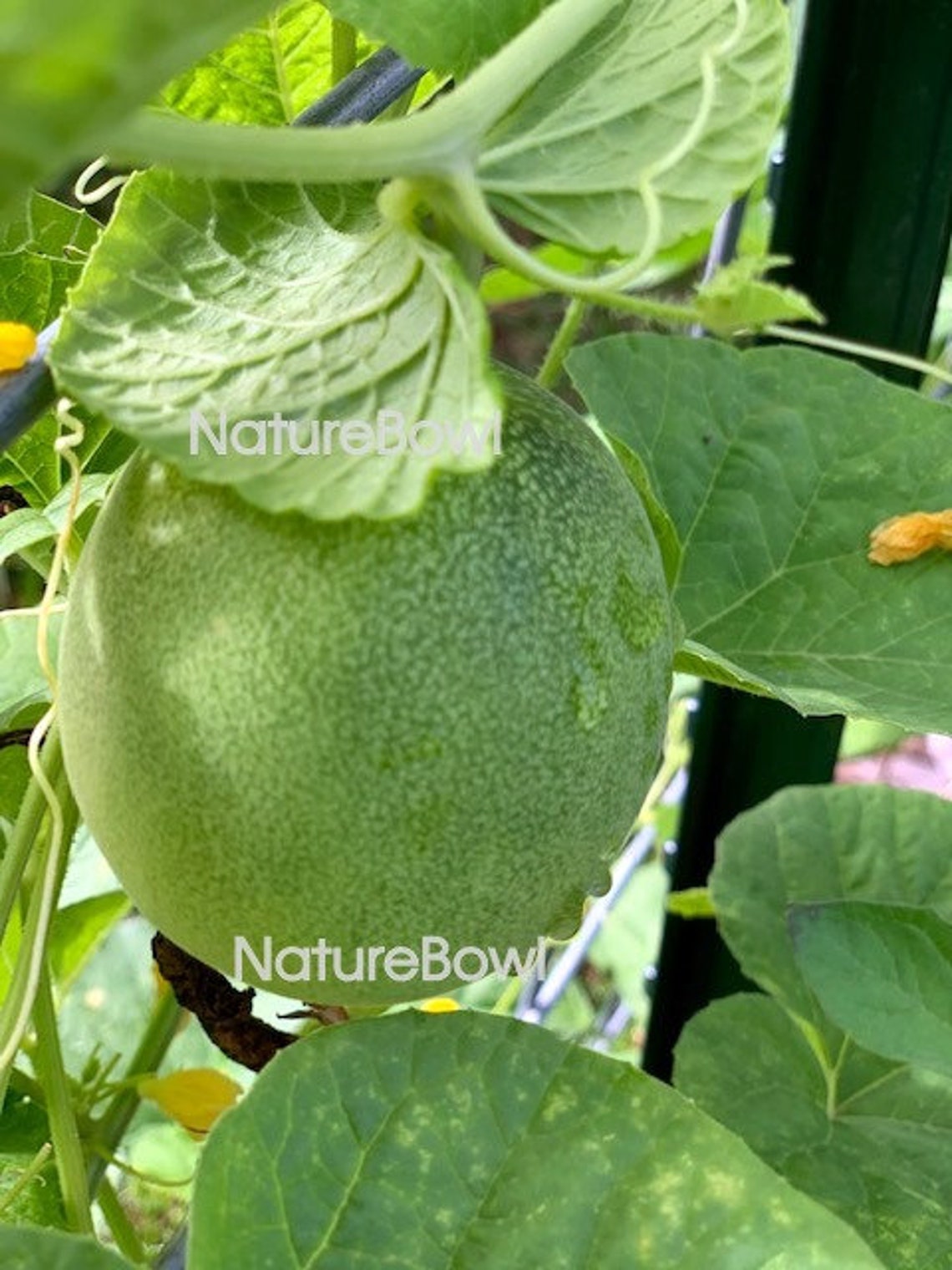 Organic Dosakai Dosakaya Melon Seeds Indian Cucumber Asian Etsy