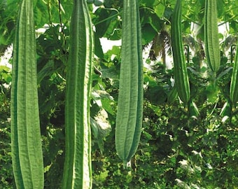 Luffa en ángulo, Buab Moom Hybrid, Tori, Turai, BeeraKayi, Ridge Gourd, semillas de lufa