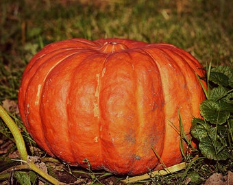 Pumpkin Cinderella, Rouge Vif D'Etampes, Heirloom