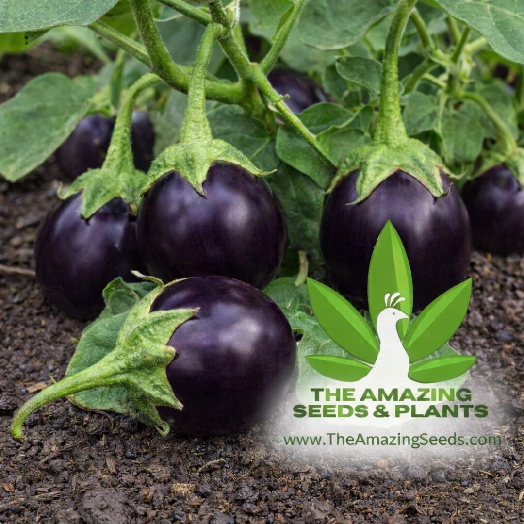 Pink Raviya Eggplant Round Purple, Indian Eggplant, Purple Vankaya, Vankay, Brinjal ...
