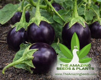 Eggplant Round Purple, Indian Eggplant, Purple vankaya,  Vankay, Brinjal, Solanum melongena, Heirloom Seeds