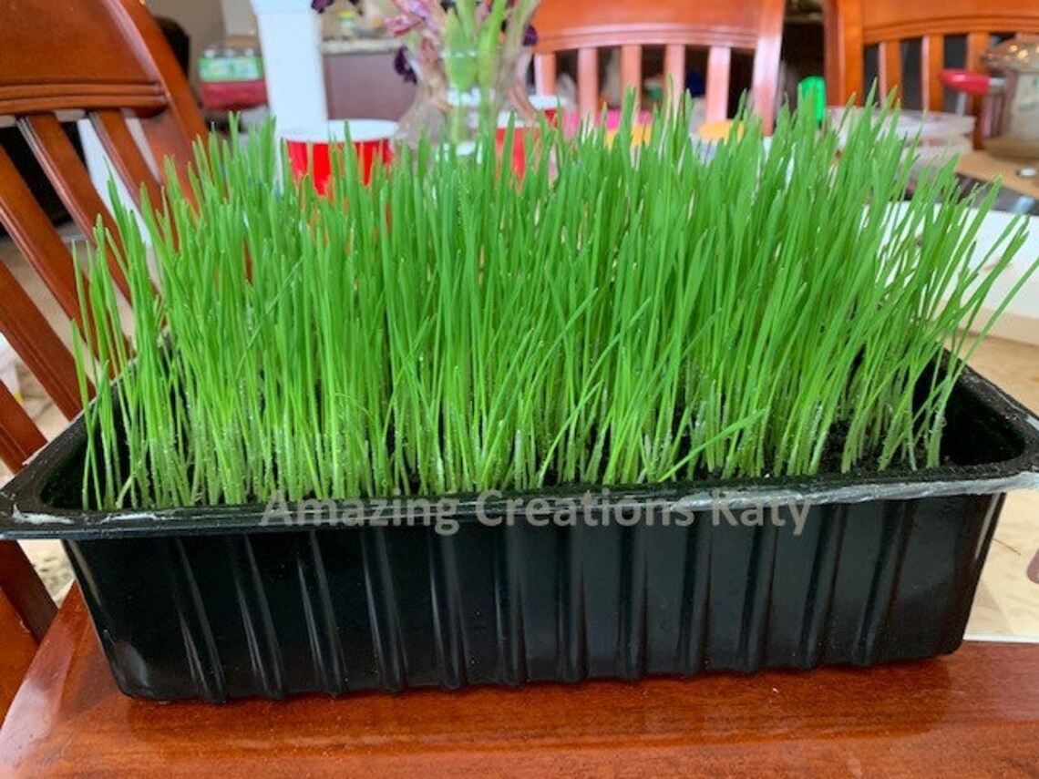 Organic Wheatgrass Seeds/wheat Grass Juicing/pet Grass Etsy