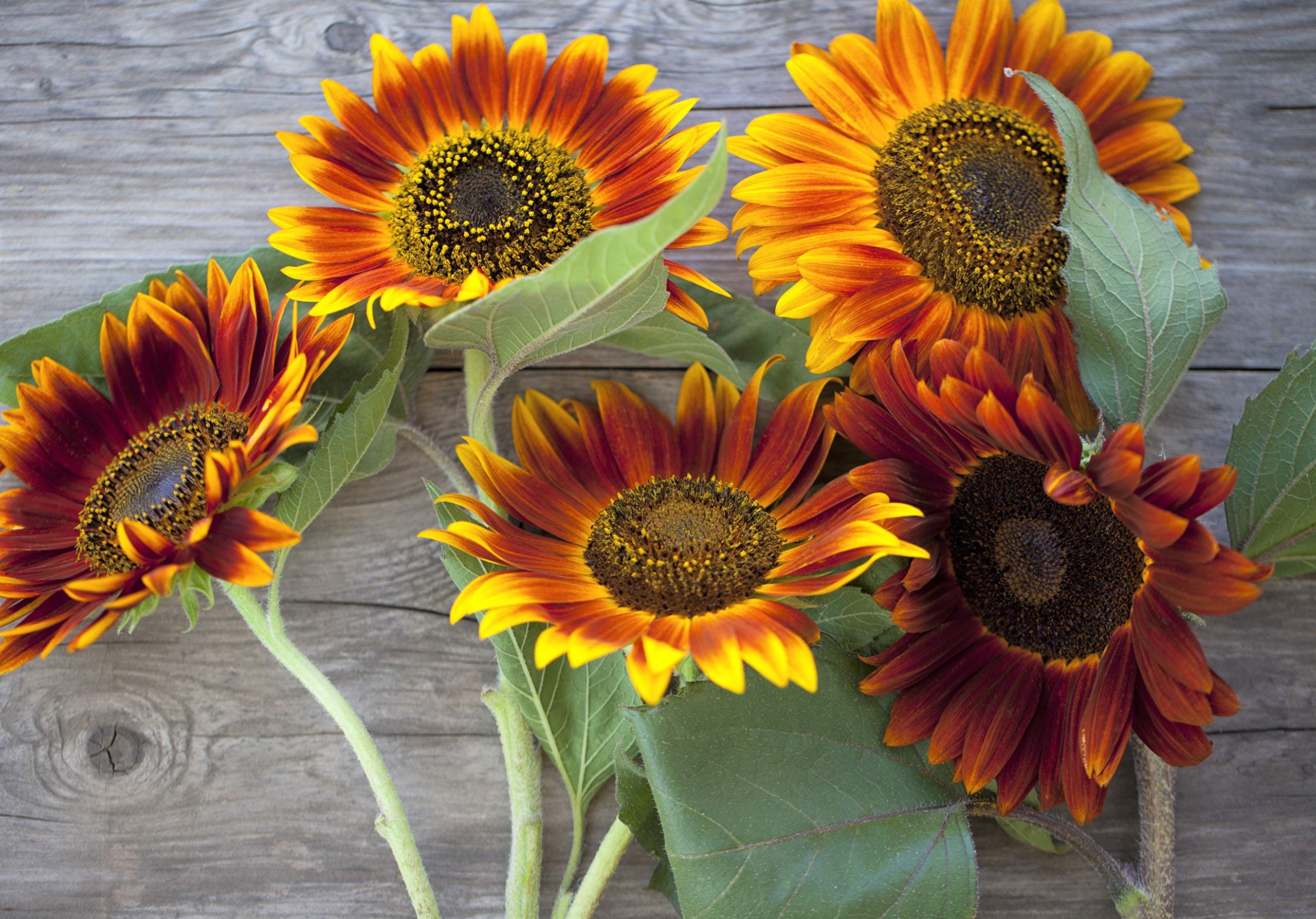 Heirloom Autumn Beauty Sunflower Seeds Etsy UK