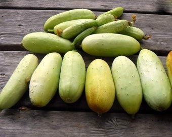 Pepino, Poona Kheera, Pepino para rebanar, Semillas tradicionales