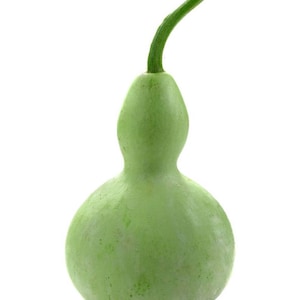 Birdhouse Gourd Seeds, CALABASH, Sorakaya, Asian Indian Opo Squash, Bottle Gourd