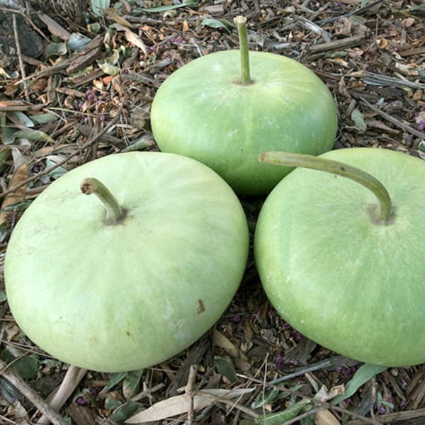 Gourd, Corsican Hard-Shelled, Basket Type, Art & Craft, Heirloom Seeds