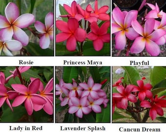 May include: Six different varieties of Plumeria flowers, each with a unique color combination. The flowers are arranged in a grid with the names of each variety below them: Rosie, Princess Maya, Playful, Lady in Red, Lavender Splash, and Cancun Dream.
